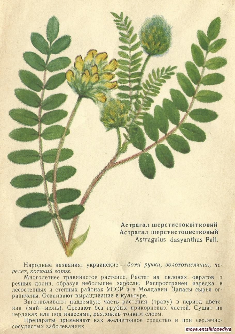 Астрал шестисто цветковый