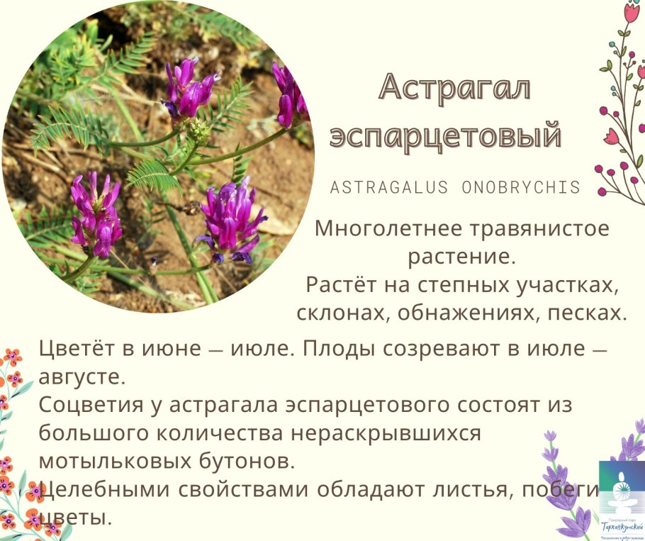 Астрагал микроэлементы
