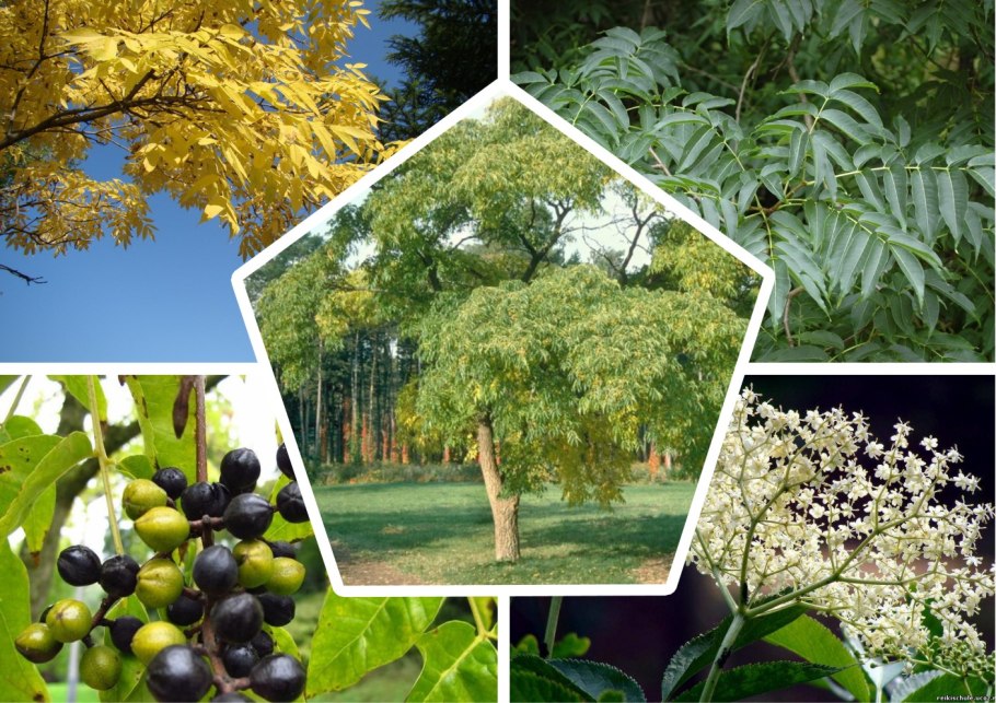 Бархат Амурский медонос