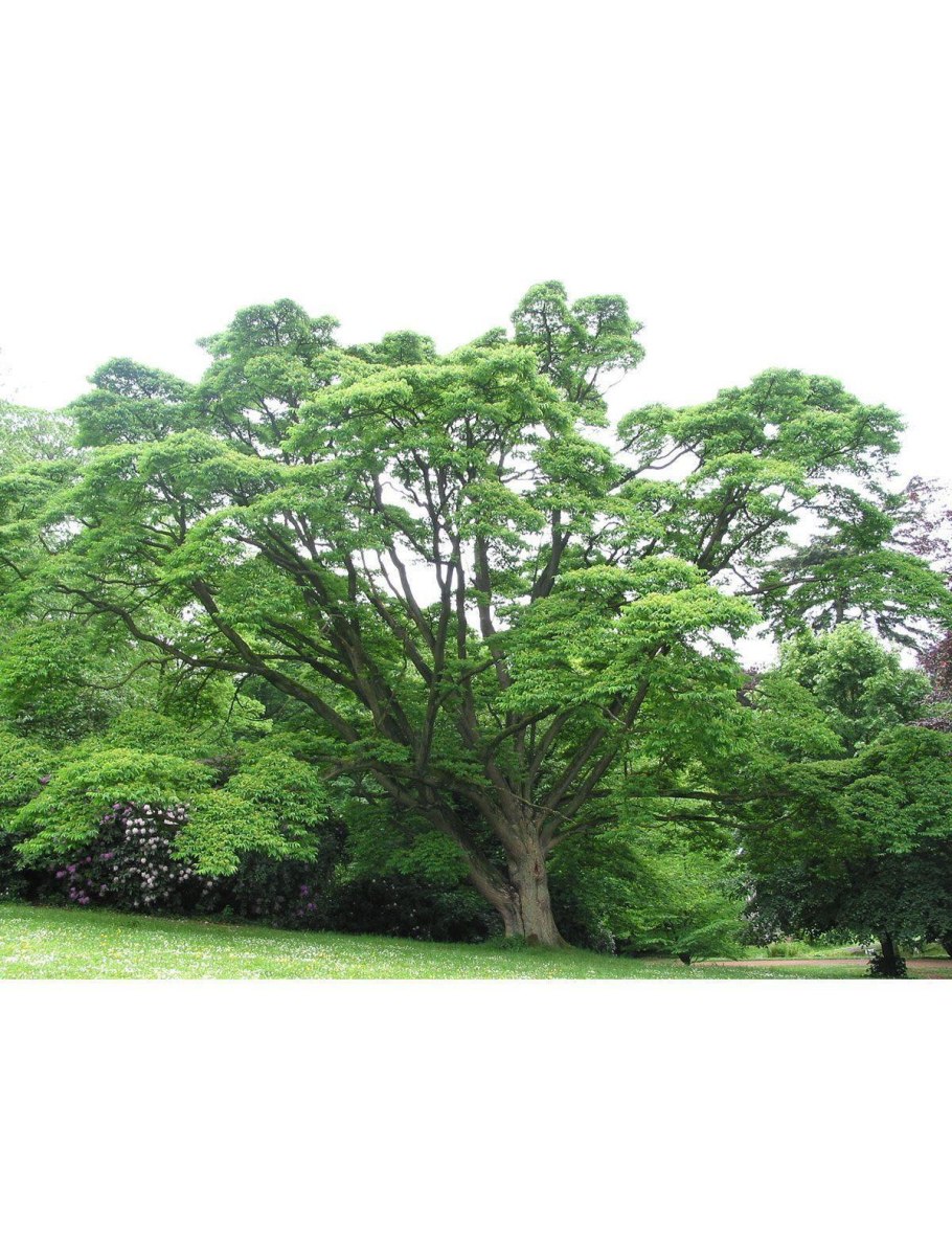 Бархат Амурский -Phellodendron amurense