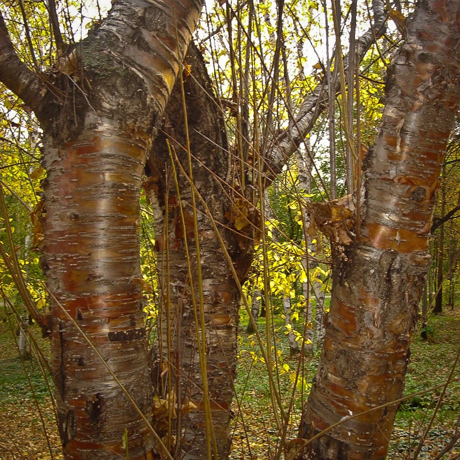 Бархат Амурский