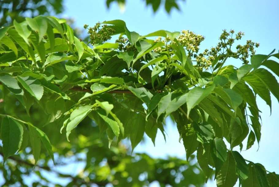 Бархат Амурский -Phellodendron amurense