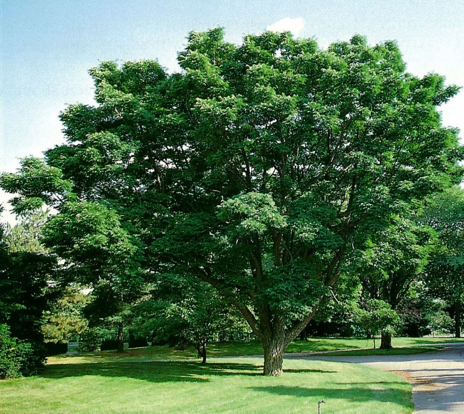 Бархат Амурский пробковое дерево