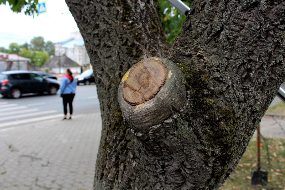 Бархат Амурский осенью