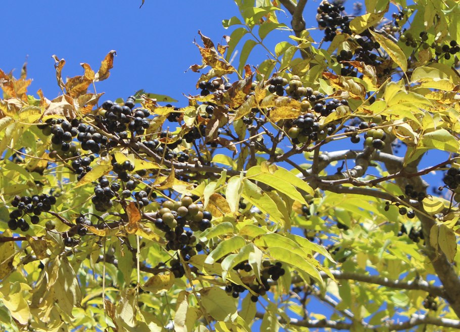 Бархат Амурский