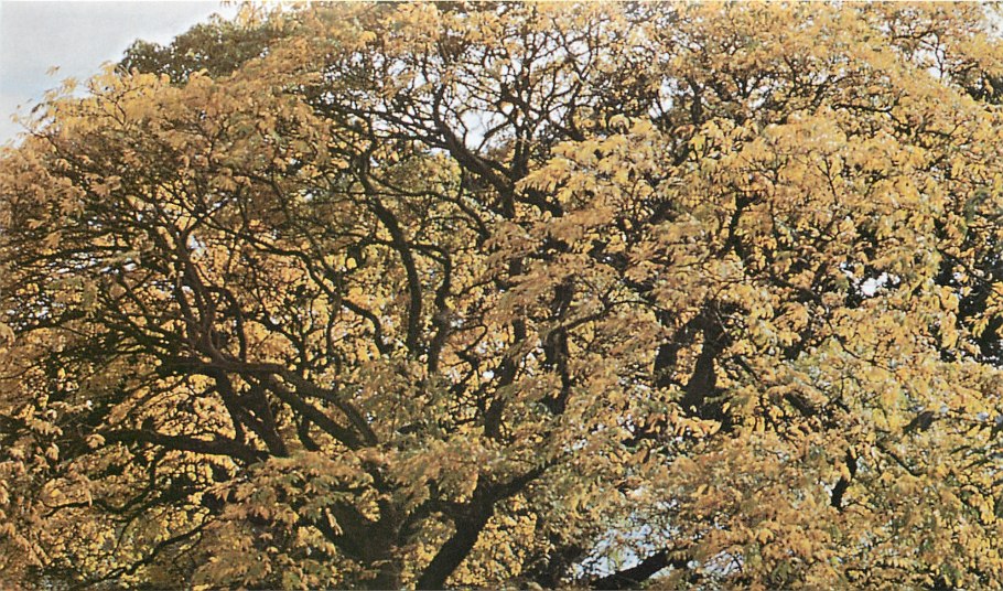 Бархат Амурский (Солитер)