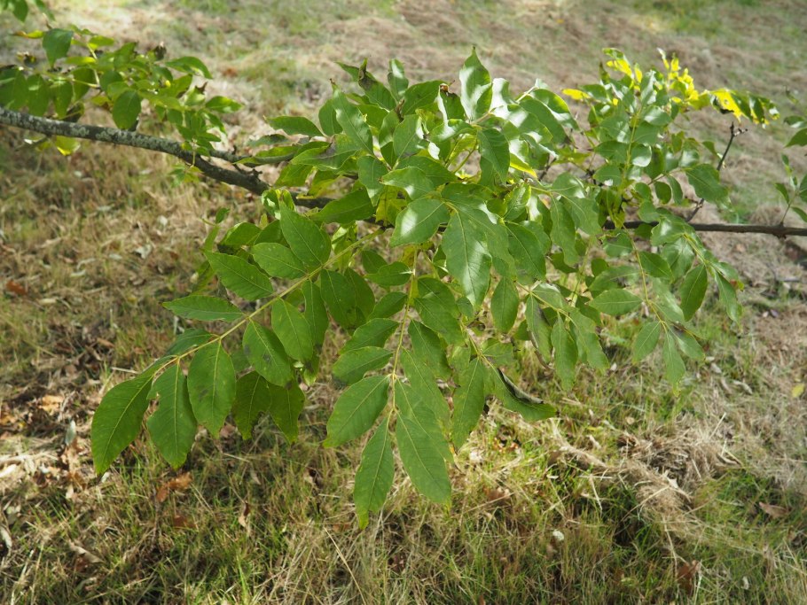 Ясень обыкновенный fraxinus excelsior