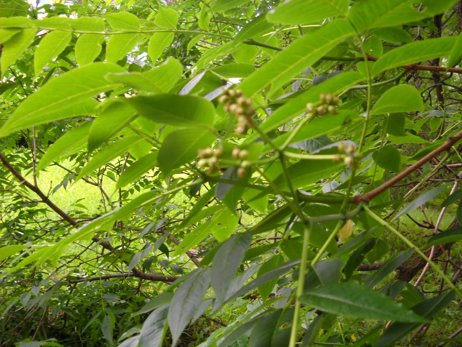 Бархат Амурский -Phellodendron amurense