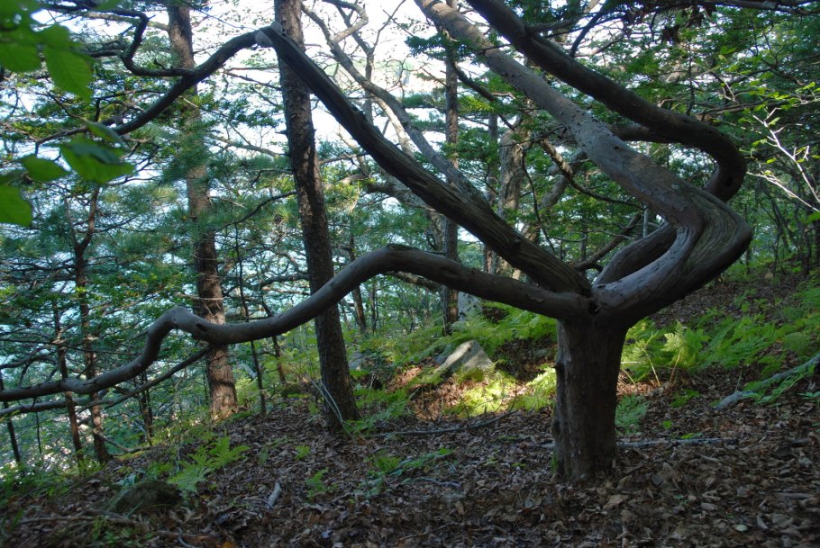 Бархат Амурский пробковое дерево