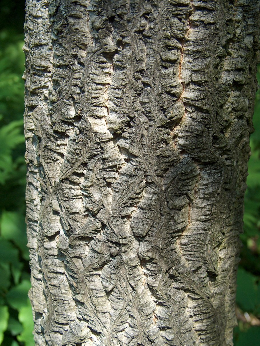 Бархат маньчжурский