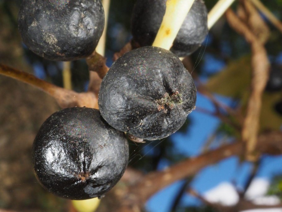 Растение бархат Амурский