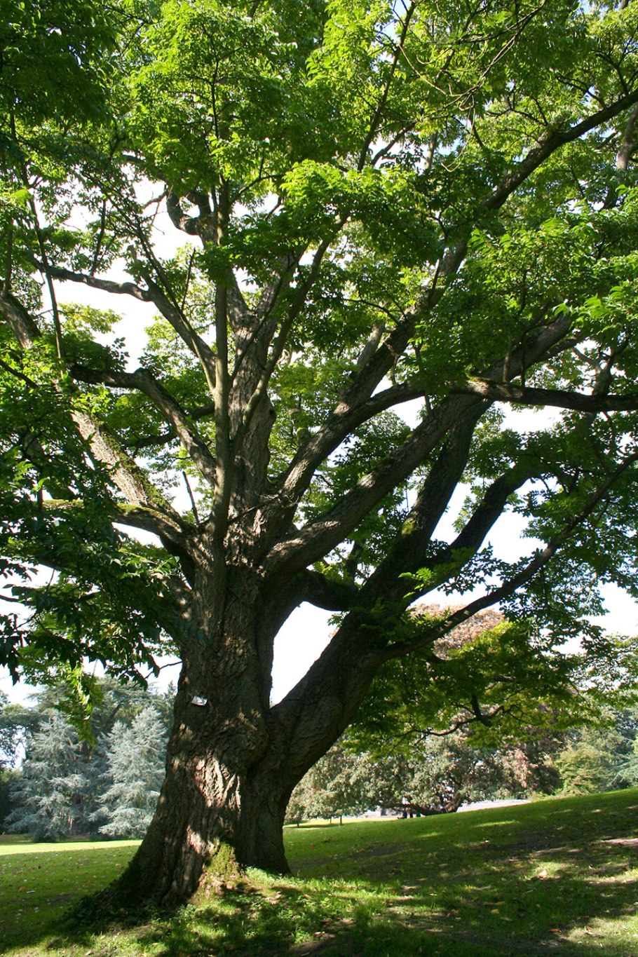 Ясень маньчжурский - Fraxinus mandshurica Rupr.