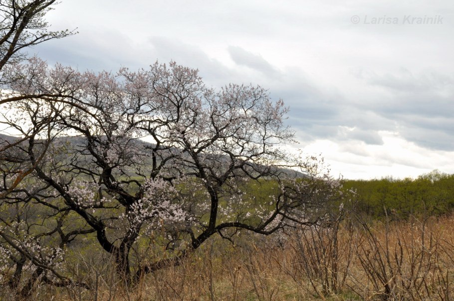 Дуб зубчатый Quercus dentata