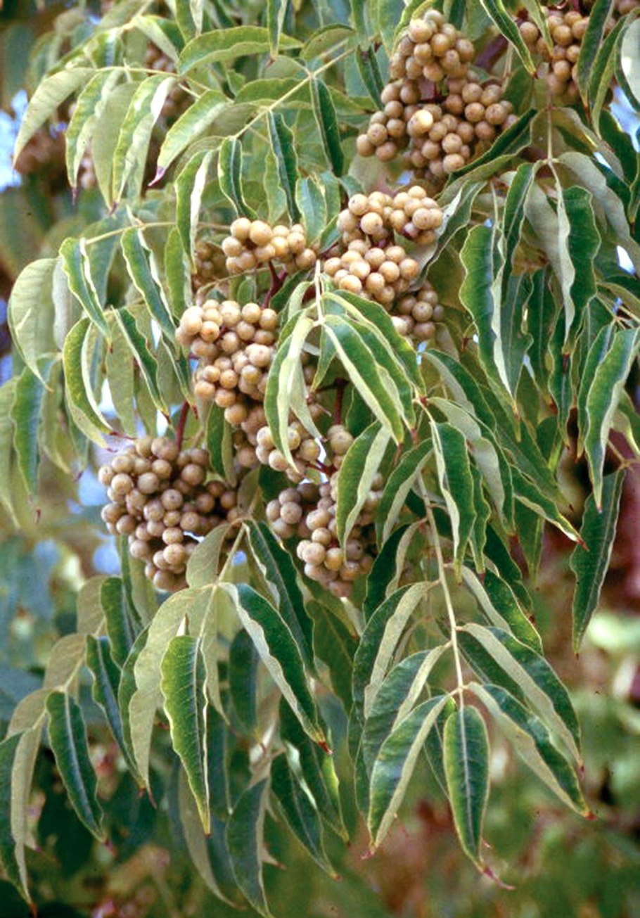 Маньчжурский бархат дерево