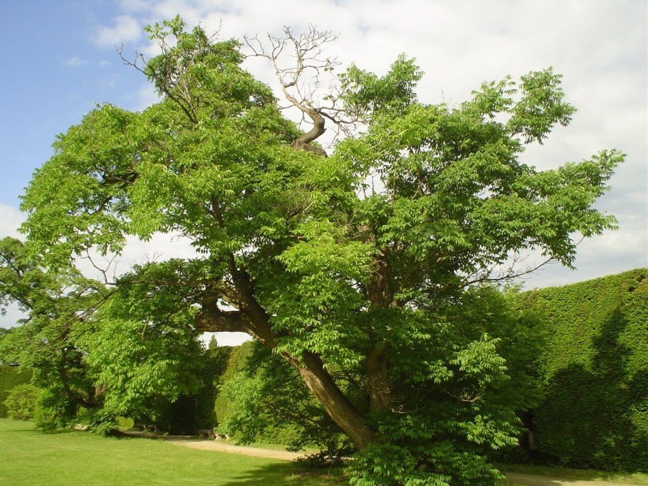Бархат Амурский -Phellodendron amurense