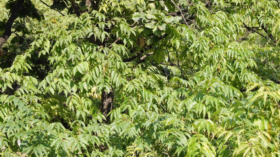 Амурский бархат ягоды