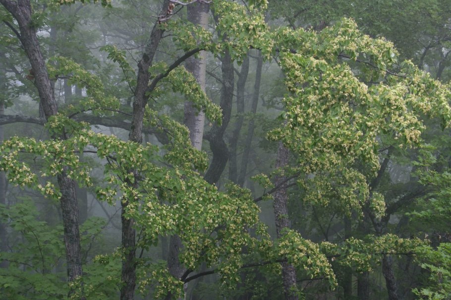 Широколиственные леса растения бархат Амурский