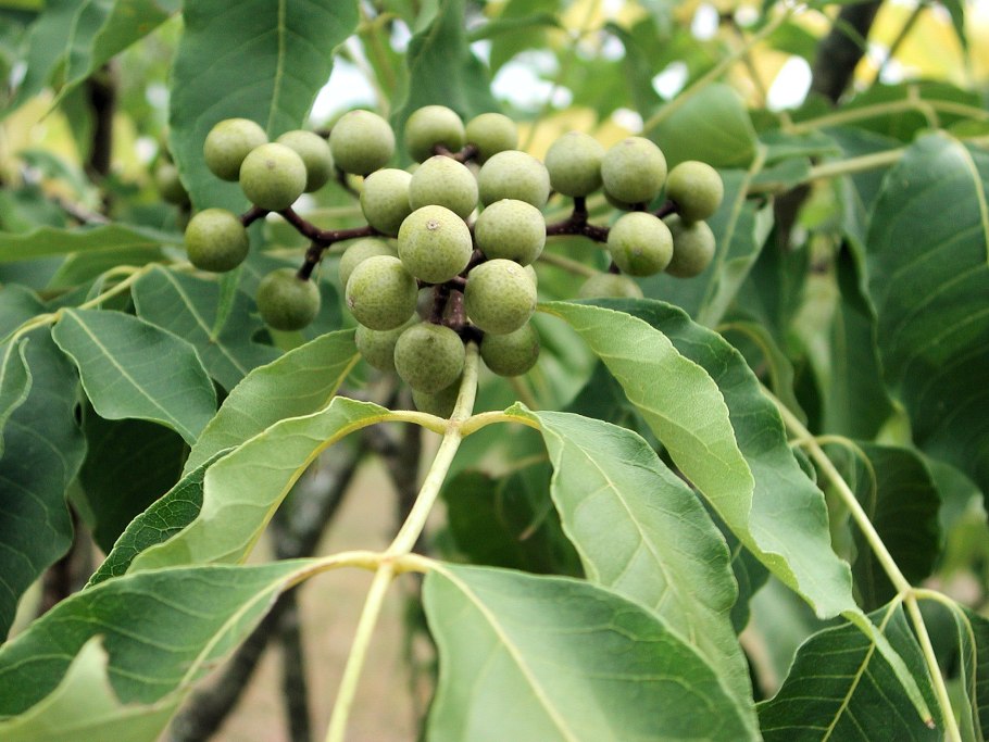 Бархат Амурский пробковое дерево