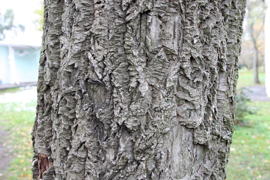 Бархат Амурский медонос