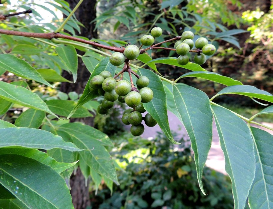 Бархат Амурский