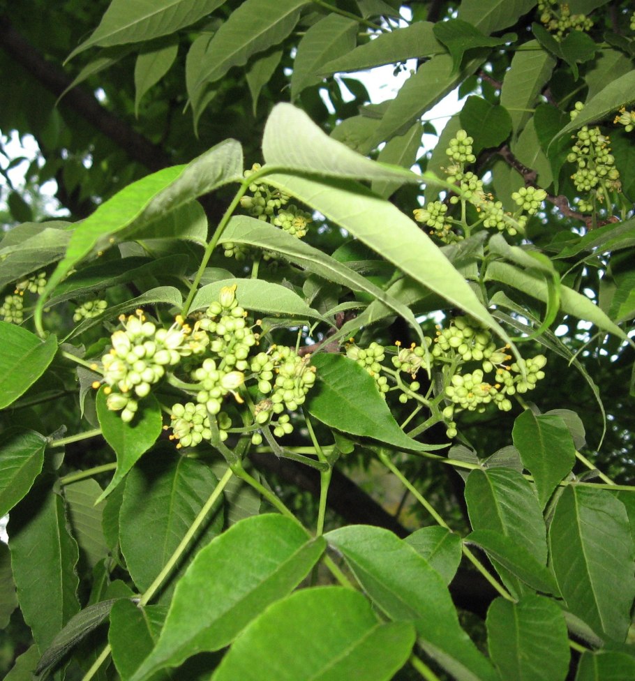 Амурский бархат листья дерево