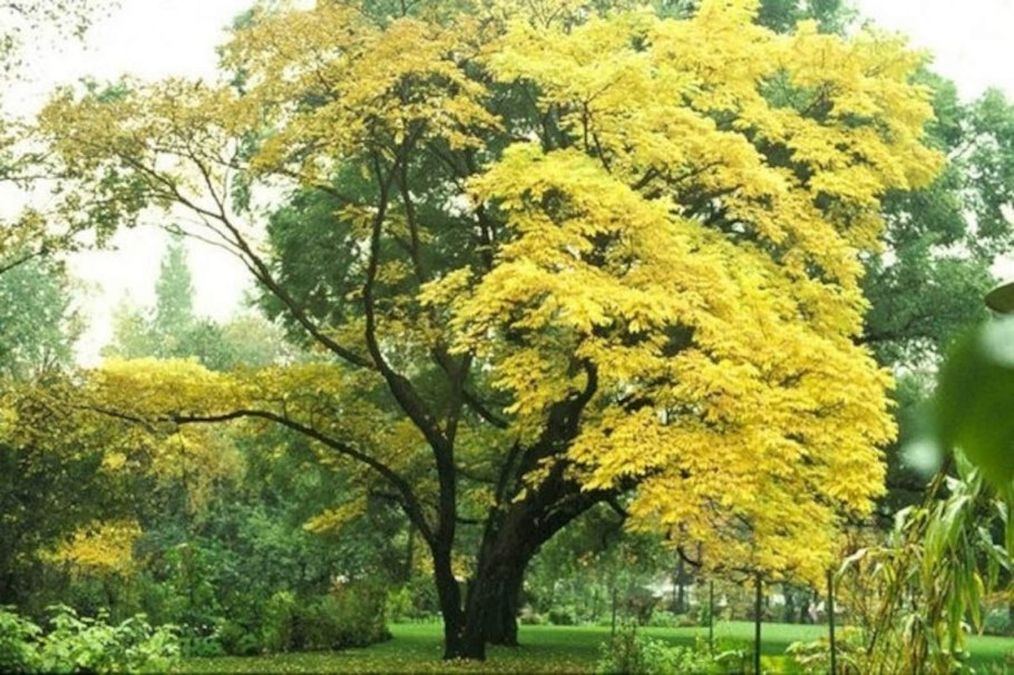Амурский бархат, или пробковое дерево