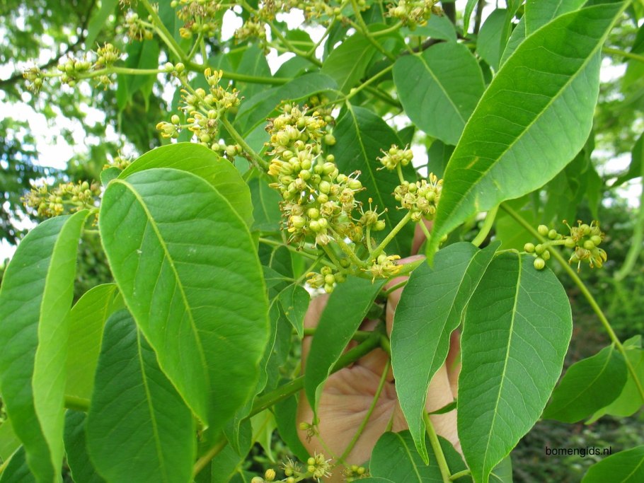 Бархат Амурский -Phellodendron amurense