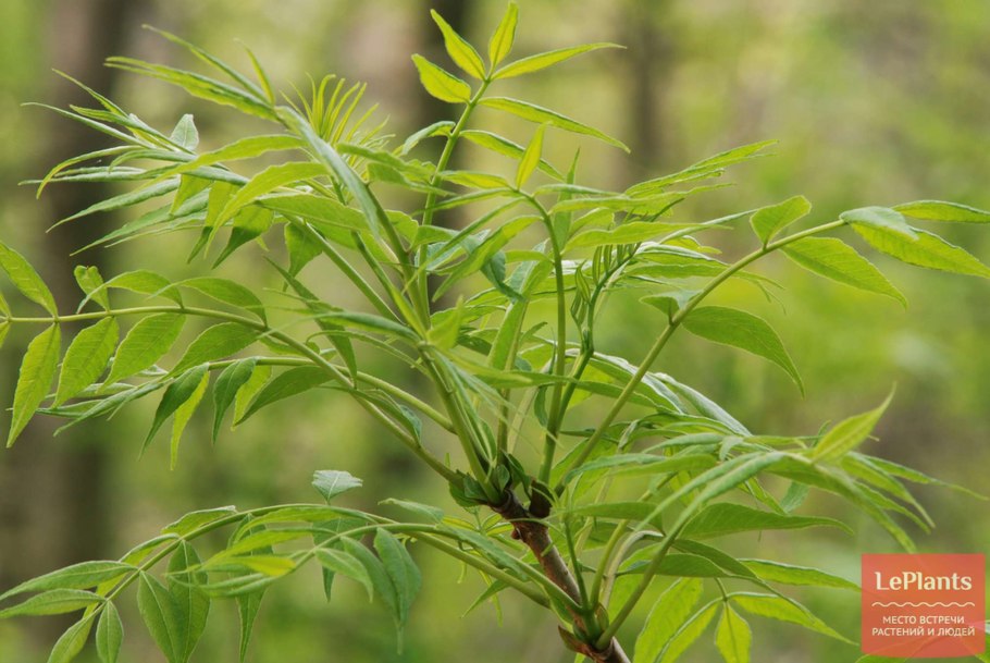 Уссурийская Тайга Амурский бархат
