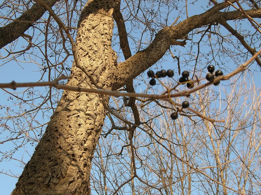 Бархат Амурский пробковое дерево