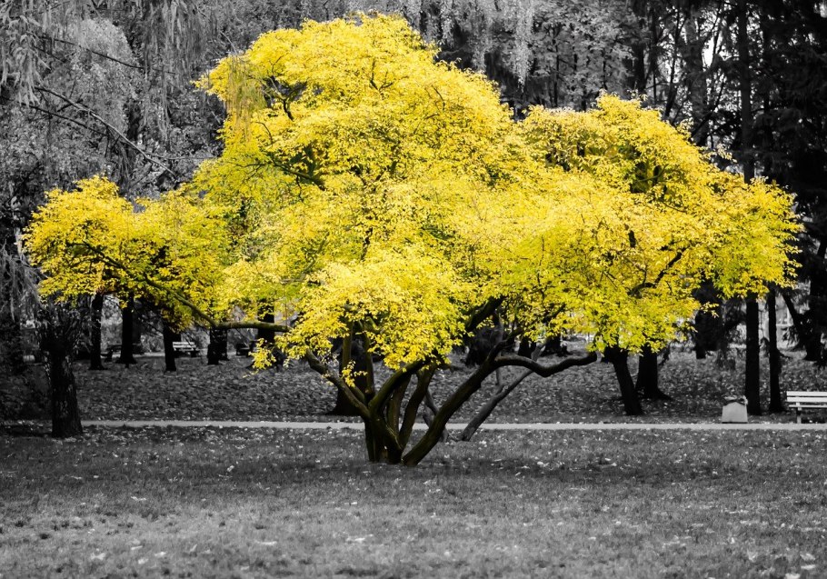 Дерево бархат амурский