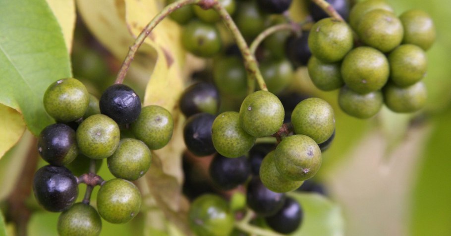 Бархат Амурский пробковое дерево