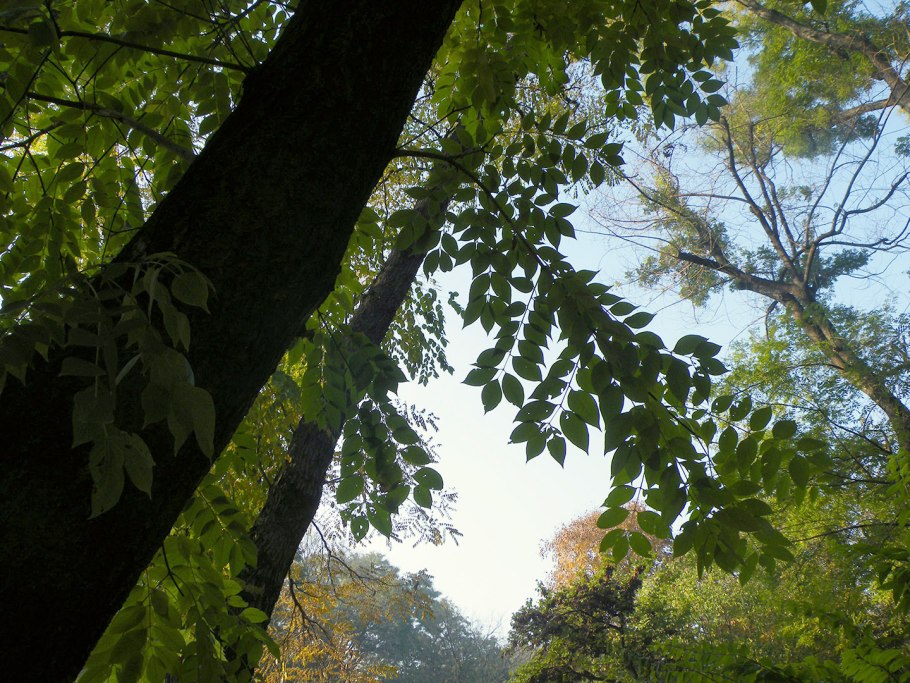 Phellodendron amurense