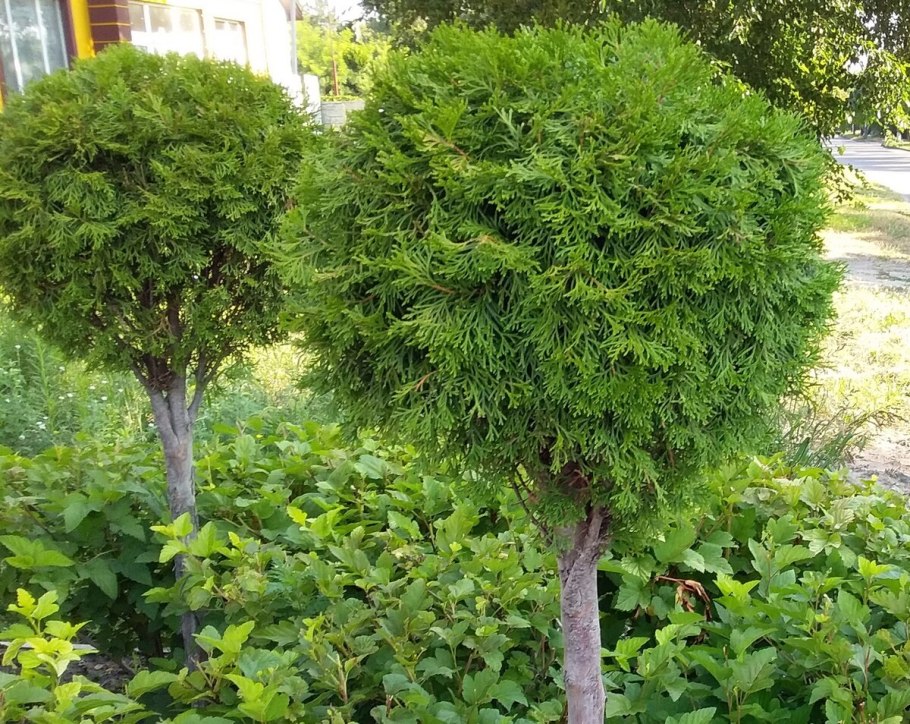 Штамбовая гортензия Лаймлайт