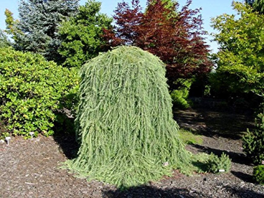 Туя Западная на штамбе