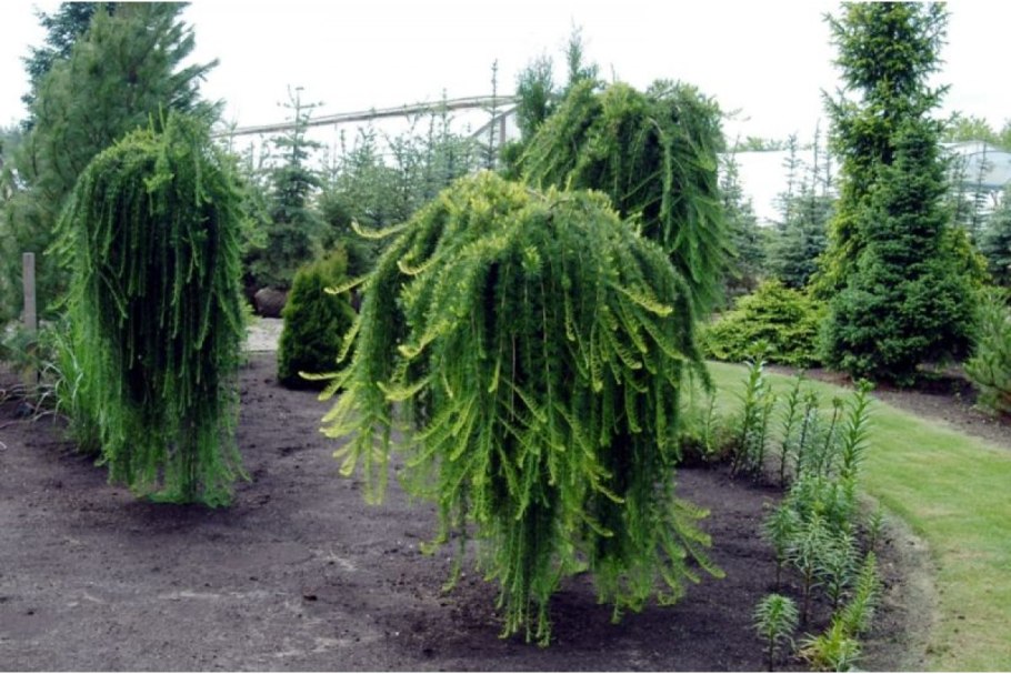 Ель Инверса Пендула