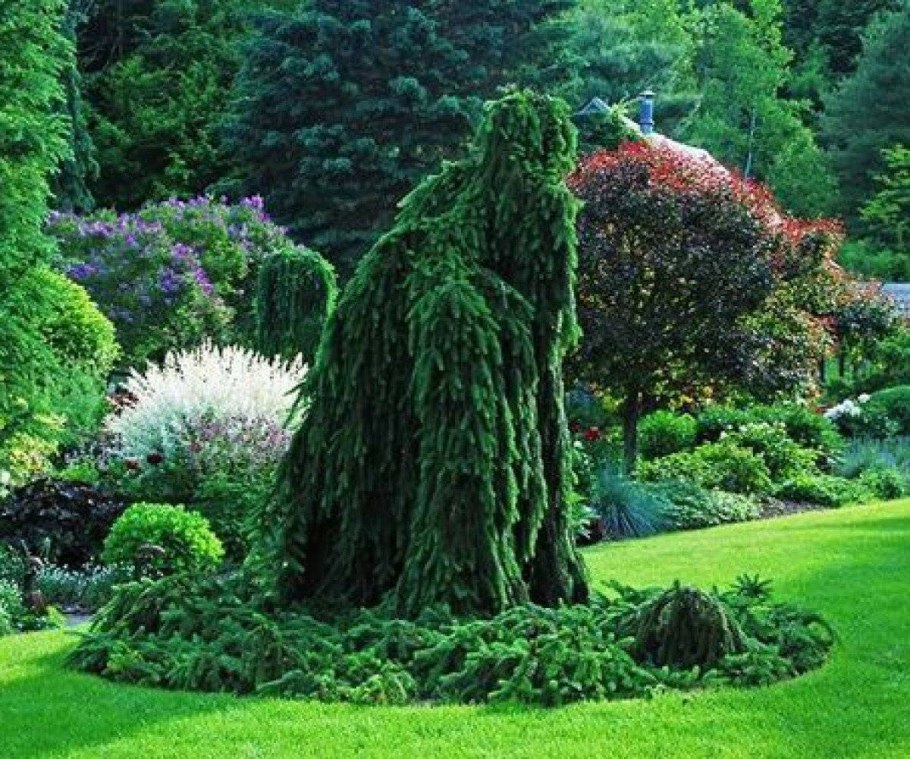 Береза повислая Юнги