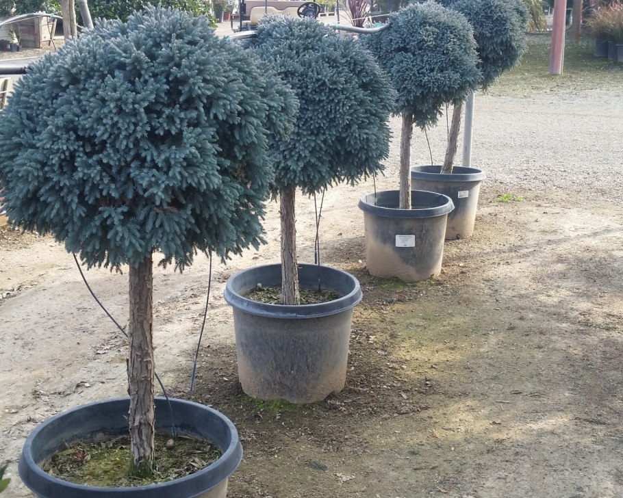 Можжевельник Блю Стар на штамбе