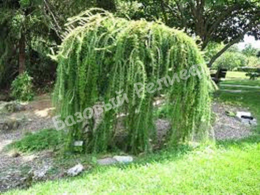 Туи и Ива Козья Пендула