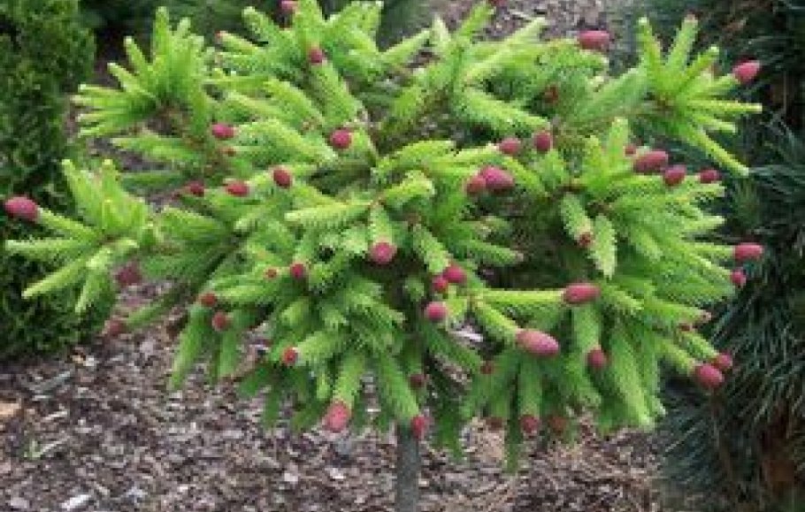 Лиственница европейская Пендула