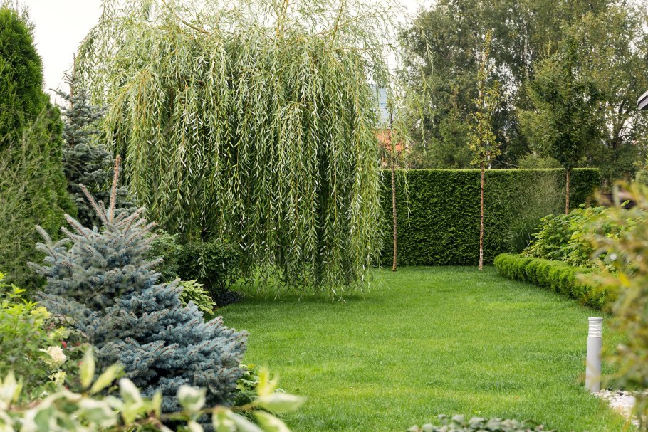 Можжевельник Хорстманн