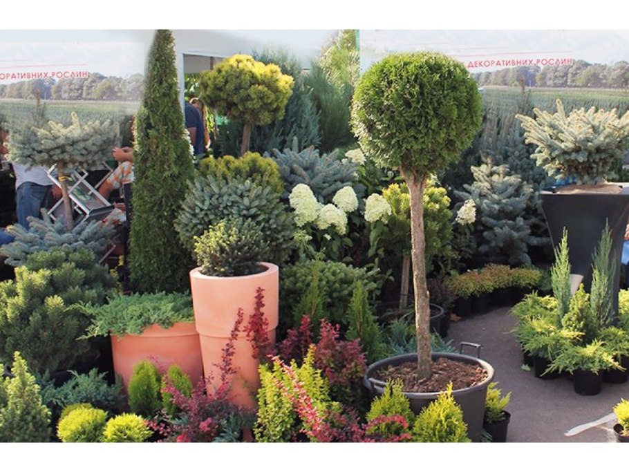 Pinus nigra 'bambino'