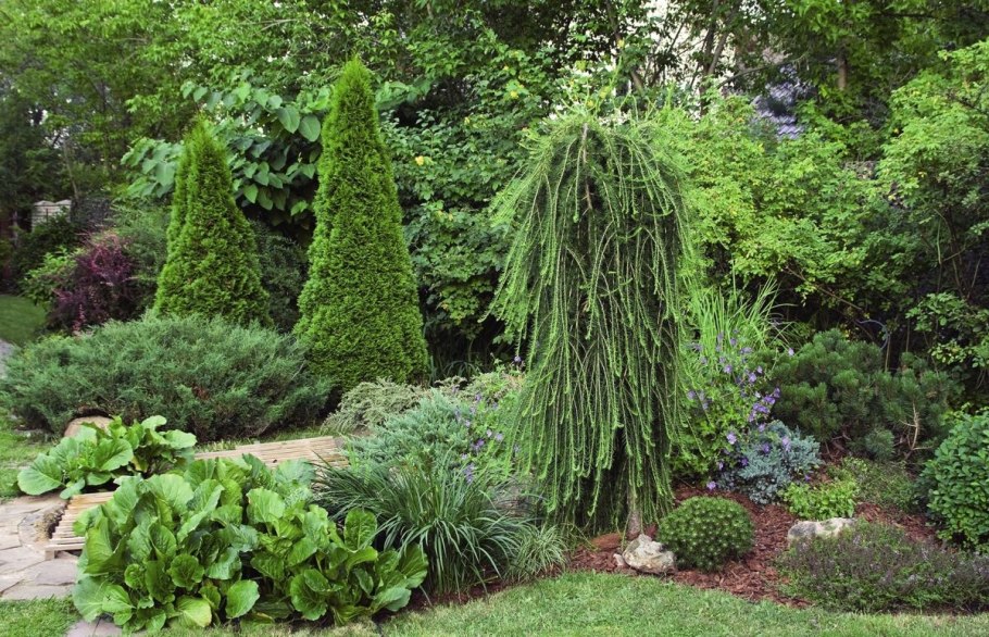 Хвойники японская туя