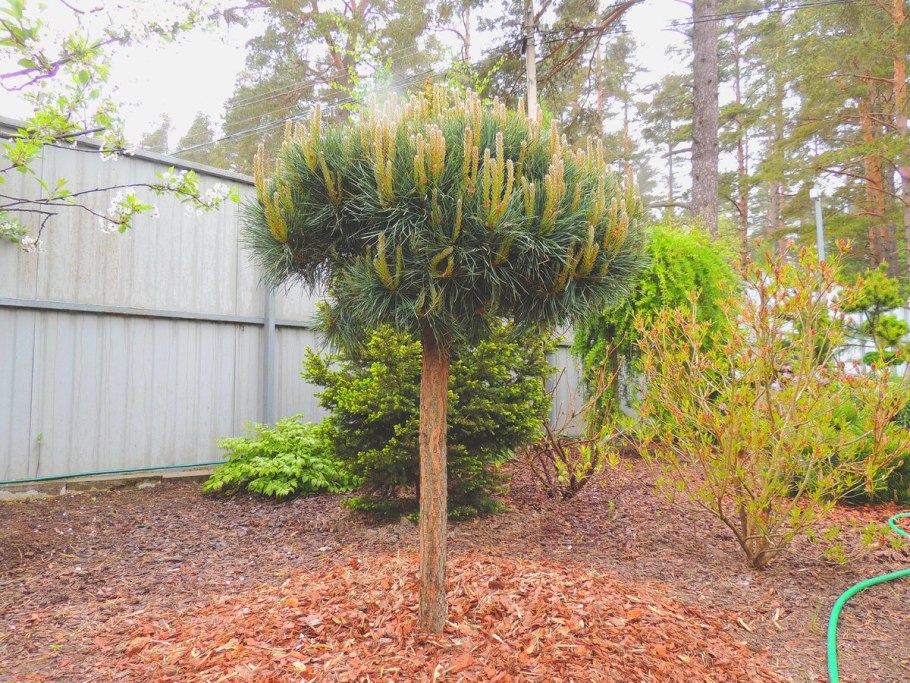 Ива плакучая в ландшафтном