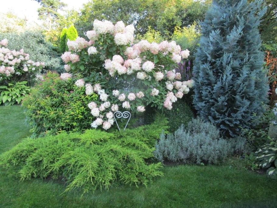 Сосна Watereri на штамбе