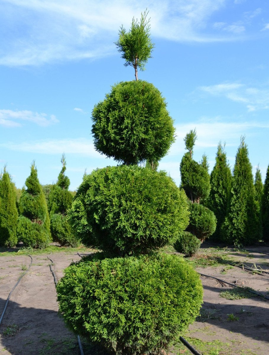 Туя Даника на штамбе