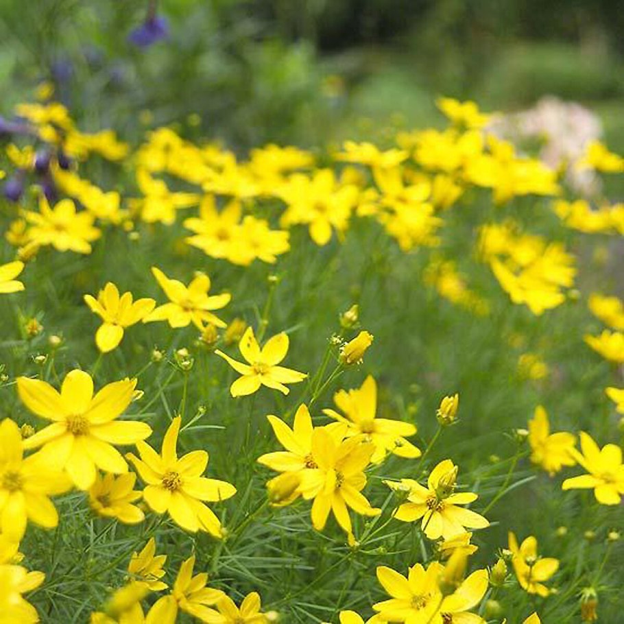 Threadleaf Coreopsis