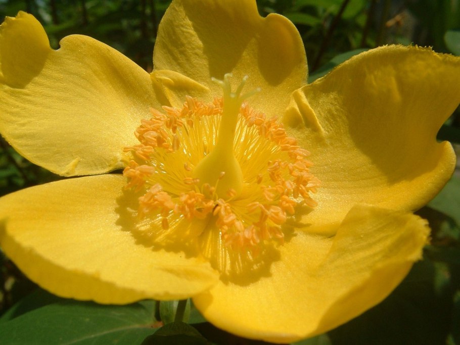 Цветок с крупными желтыми цветами