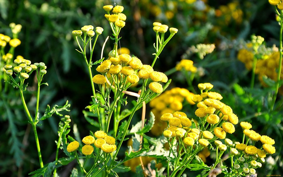 Желтоголовник Луговой