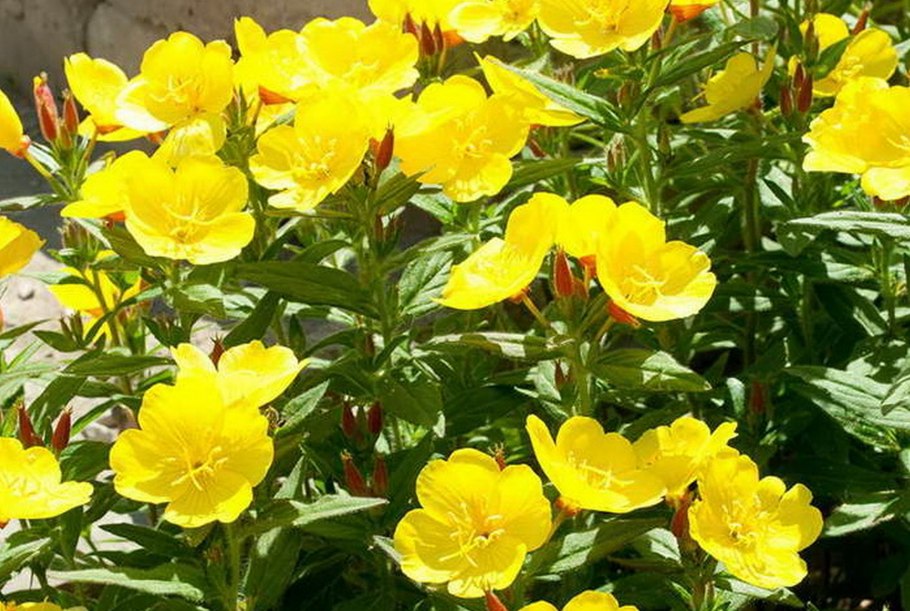 Энотера ламаркиана