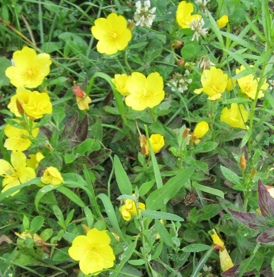 Энотера лимонная